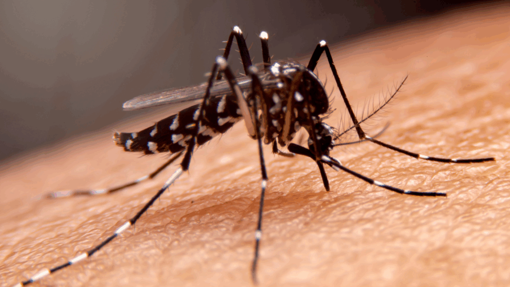Close-up image of a mosquito on human skin.