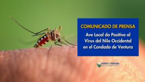Primer plano de un mosquito sobre la piel con texto: "Comunicado de Prensa: Ave Local da Positivo al Virus del Nilo Occidental en el Condado de Ventura".