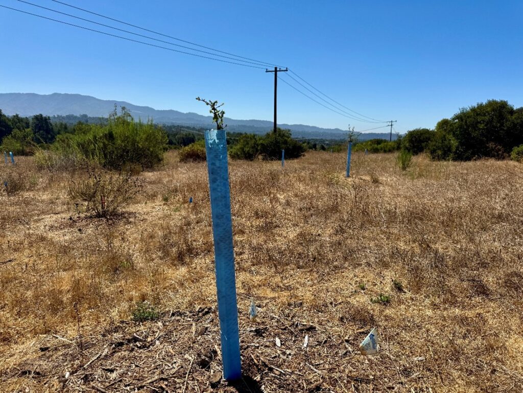 Field with young trees in blue tubes, power lines and mountains in the background.